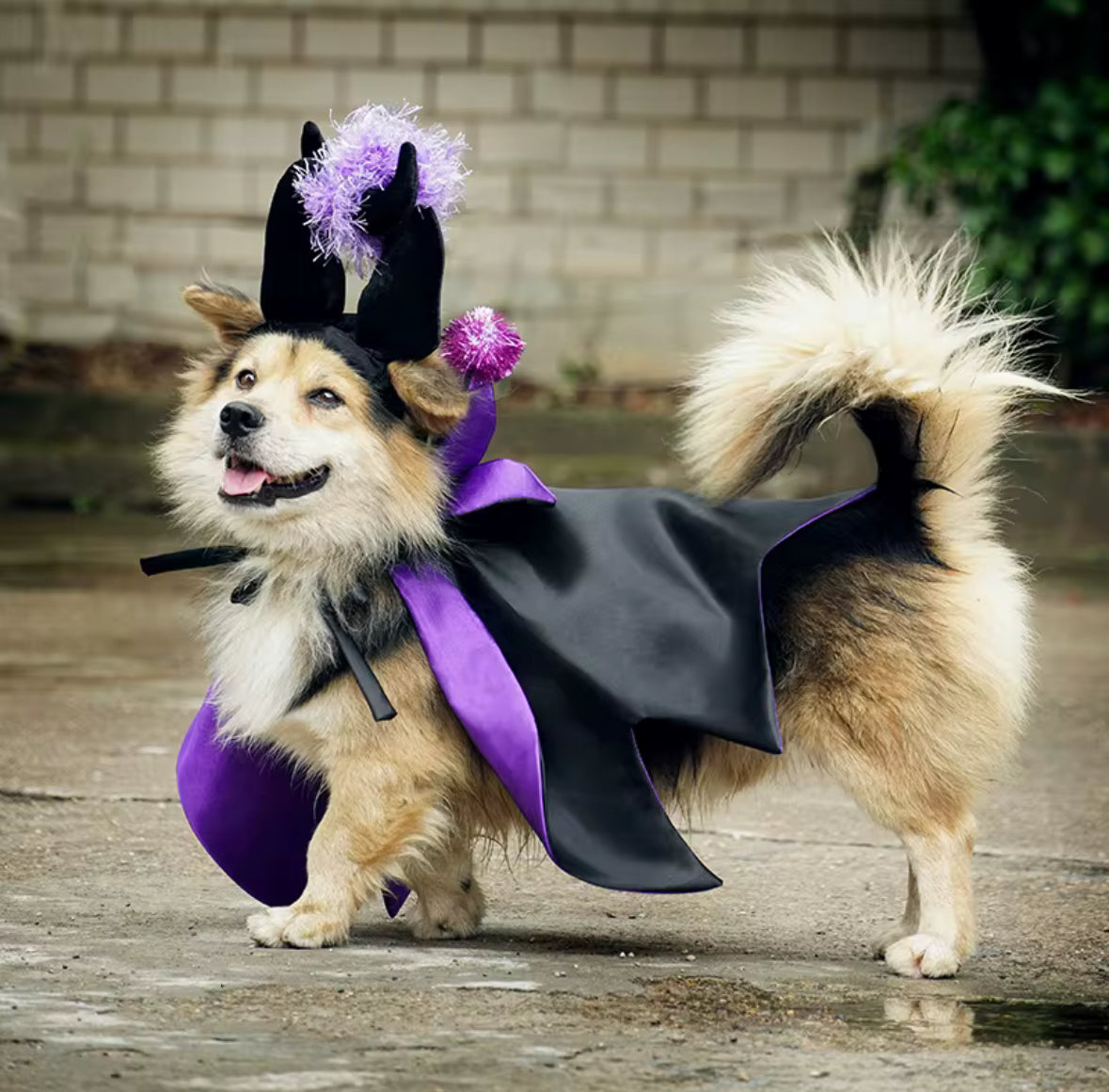 Halloween Wizard Cloak Costume for Small Pets