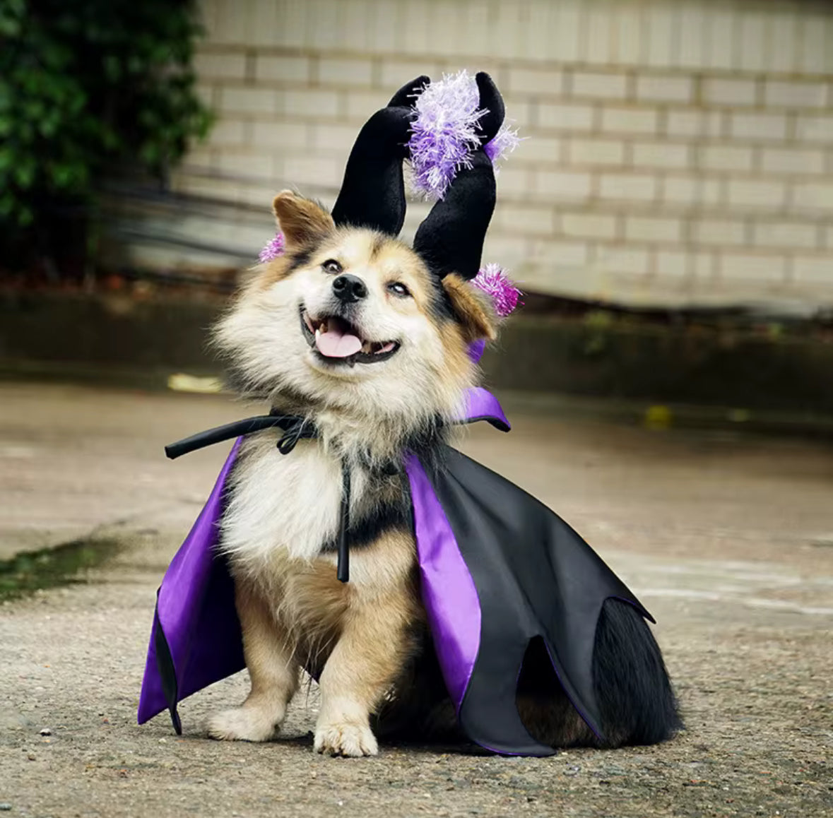 Halloween Wizard Cloak Costume for Small Pets