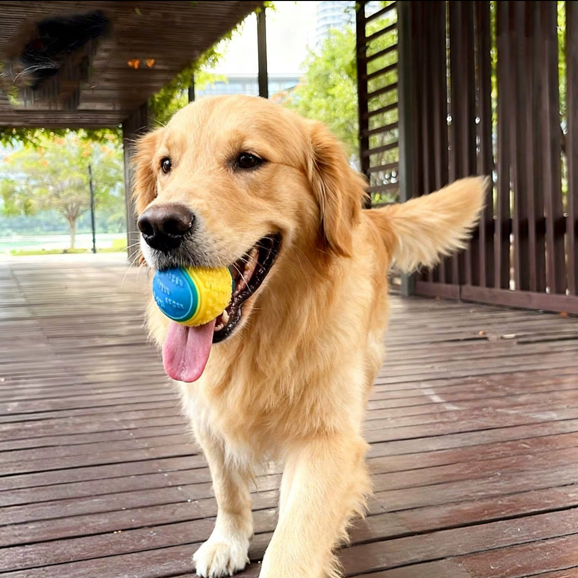 Rubber Ball with Squeaky Sound